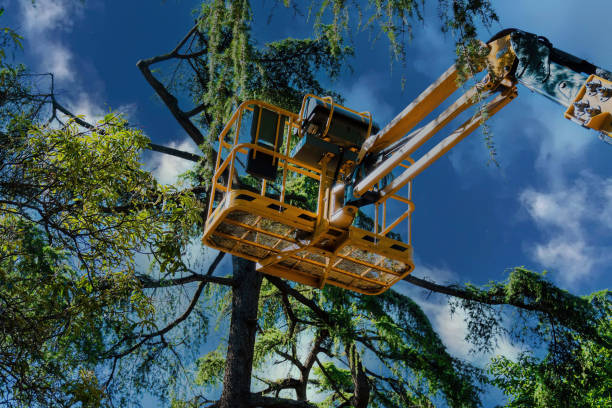 Best Affordable Tree Service  in USA